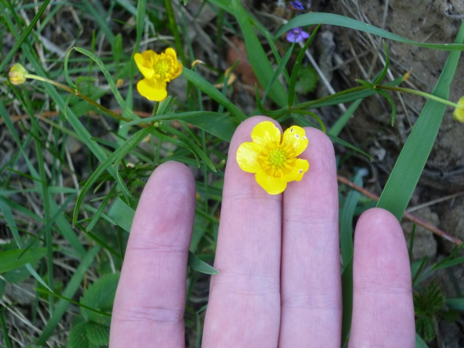 Лютик стелющийся