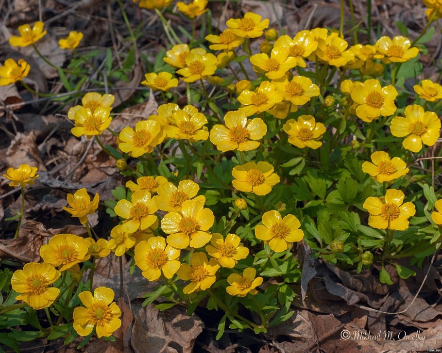 Лютик кавказский