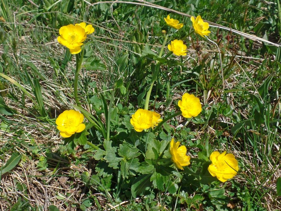 Ranunculus Acris Лютик едкий