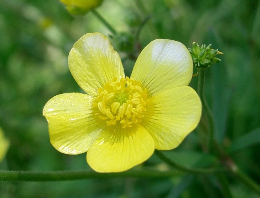 Лютик анемоновидный