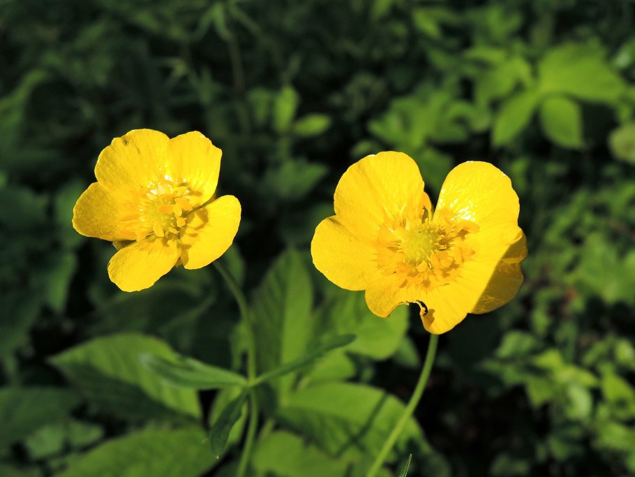 Лютик болотный желтый