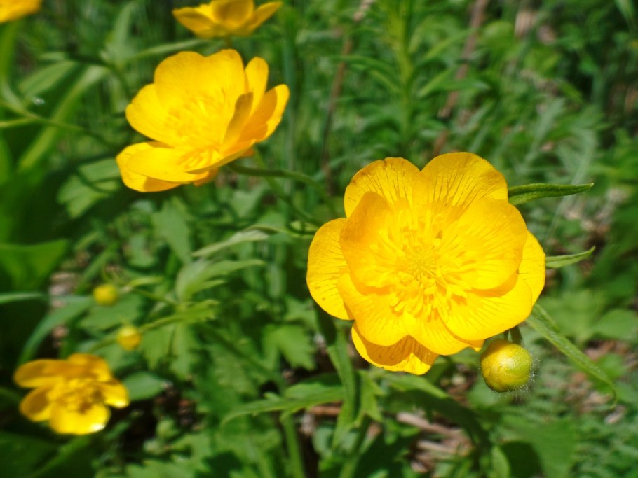 Лютик Елены кавказский заповедник