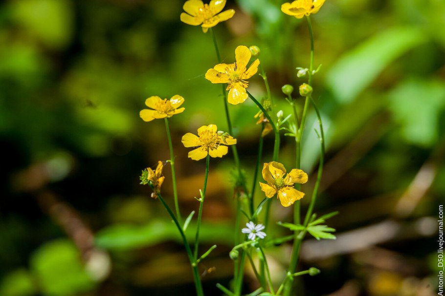 Лютик коротколопастной