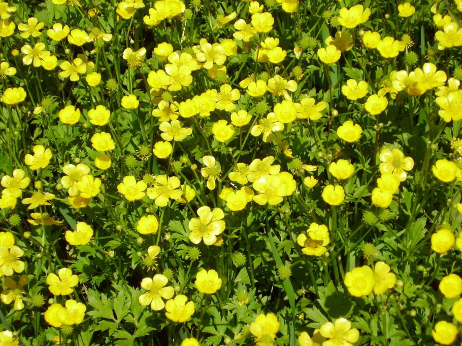 Лютик едкий