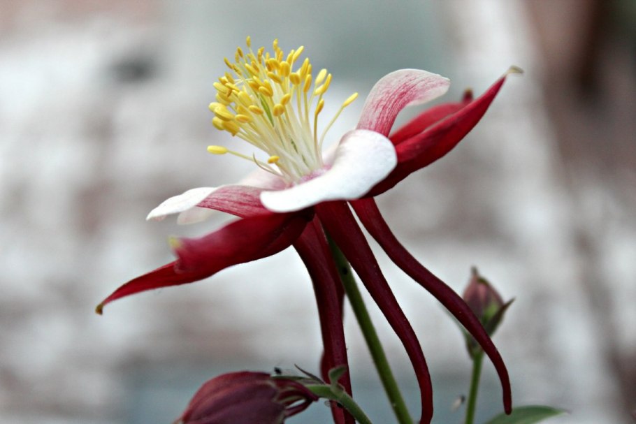 Беквичия ледниковая