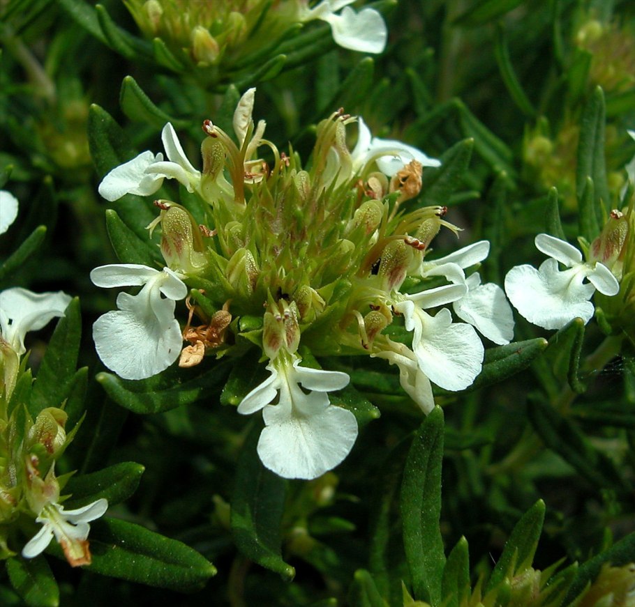 Афганские горные цветы