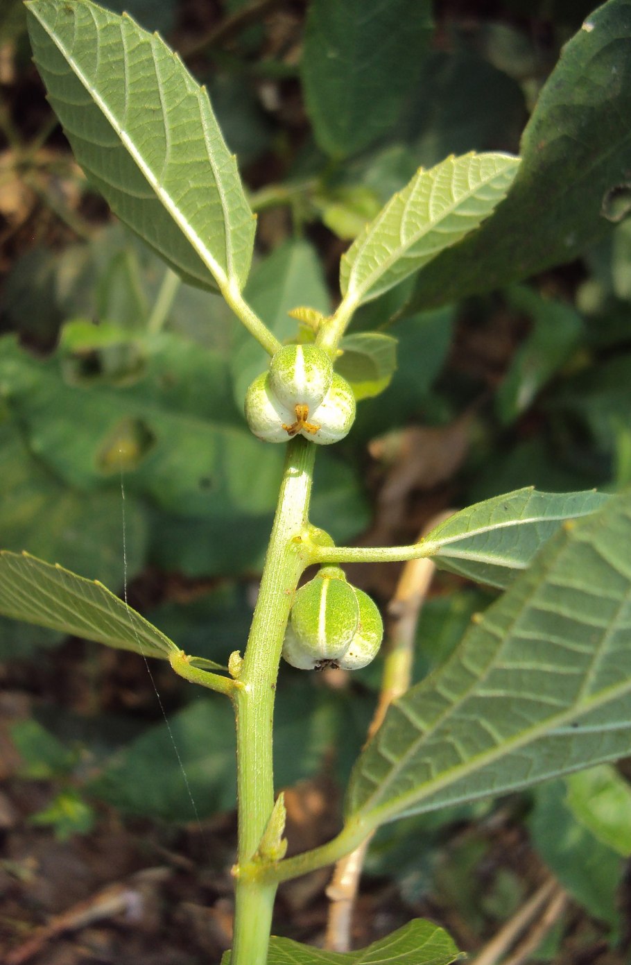 Baliospermum solanifolium растение