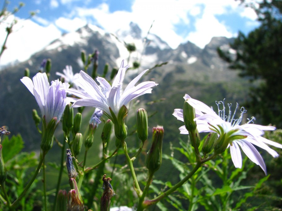 Кабардино-Балкарский высокогорный заповедник Флора