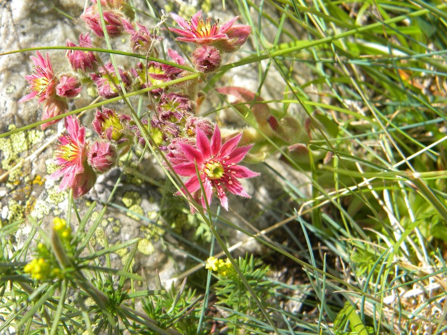 Полевые цветы Приэльбрусья названия