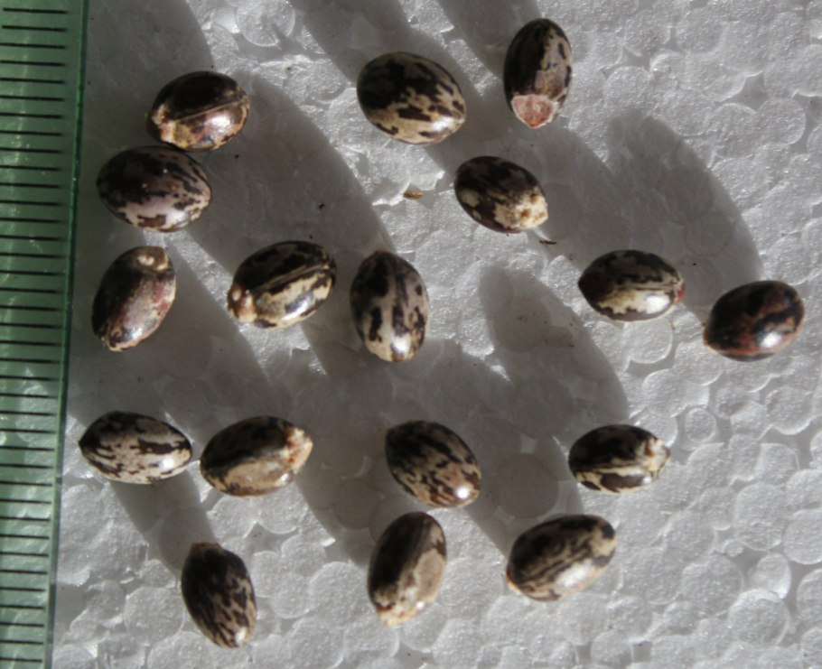 Рододендрон маральник