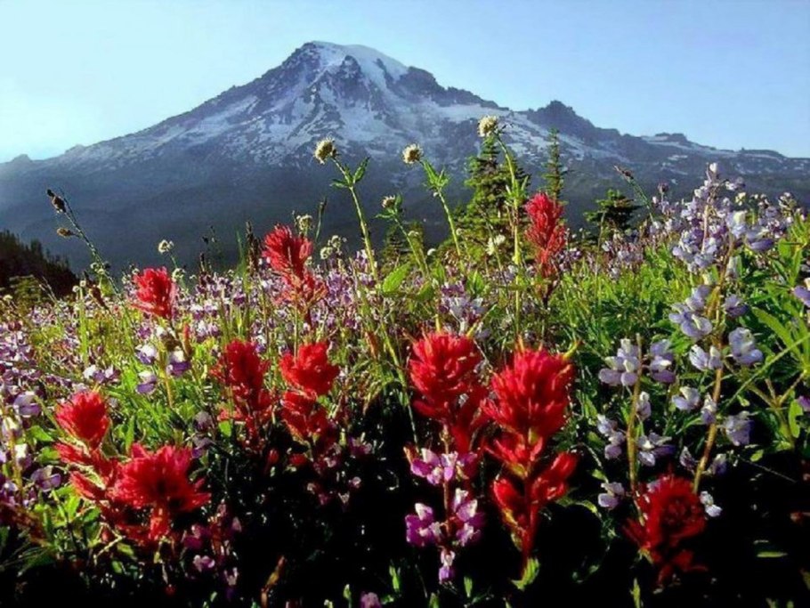 Цветы горы