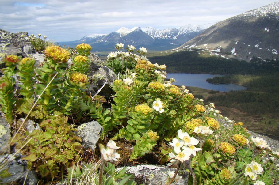 Родиола розовая rhodiola rosea