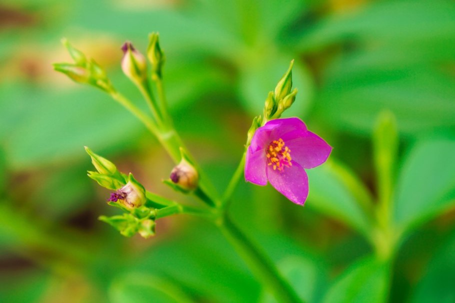 Молодило горное Sempervivum montanum