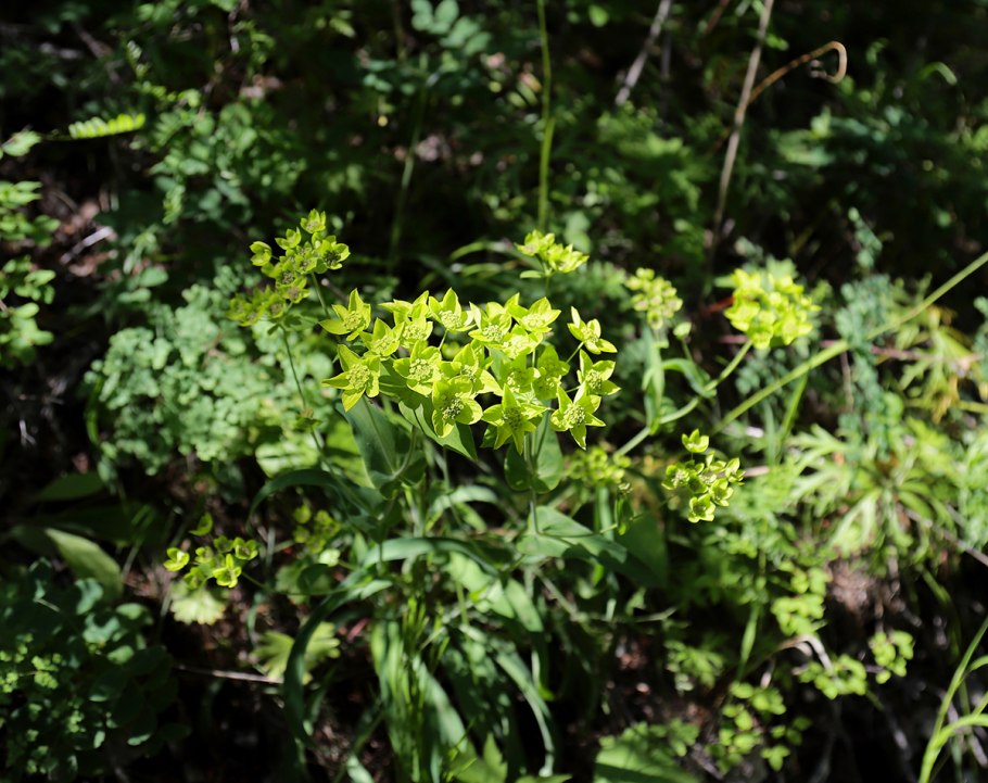 Володушка козелецелистная