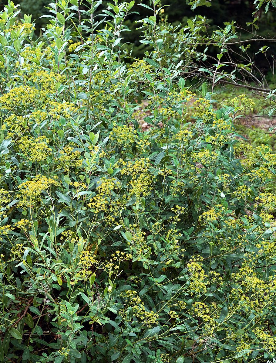 Володушка козелецелистная