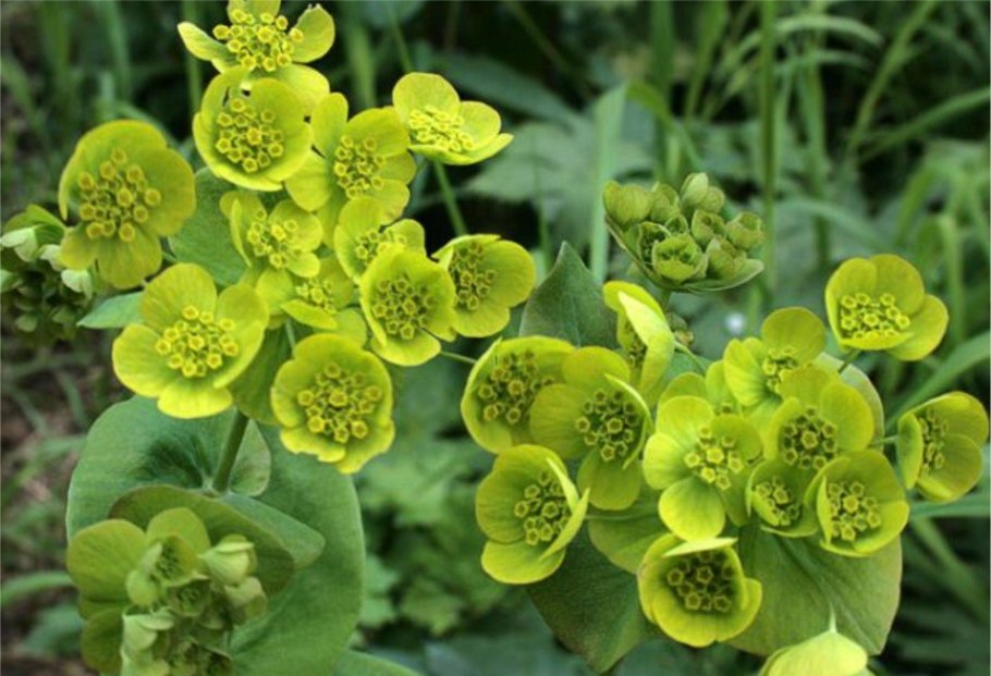 Володушка серповидная Bupleurum falcatum