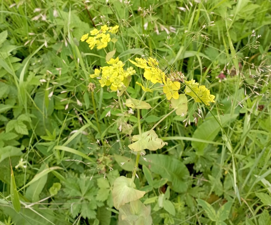 Володушка золотистая