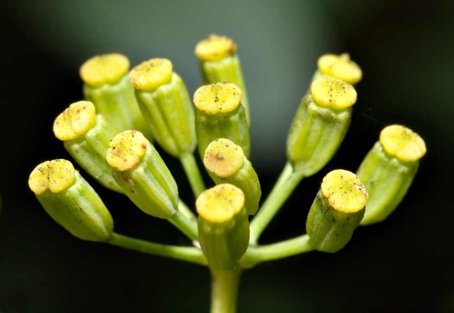 Золотарник обыкновенный (Solidago virgaurea