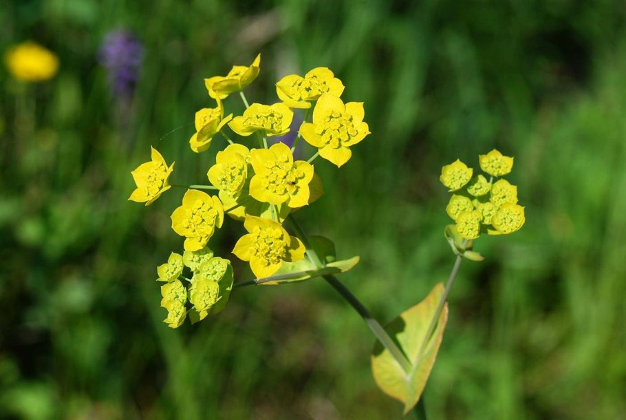 Bupleurum longifolium 'Bronze Beauty'