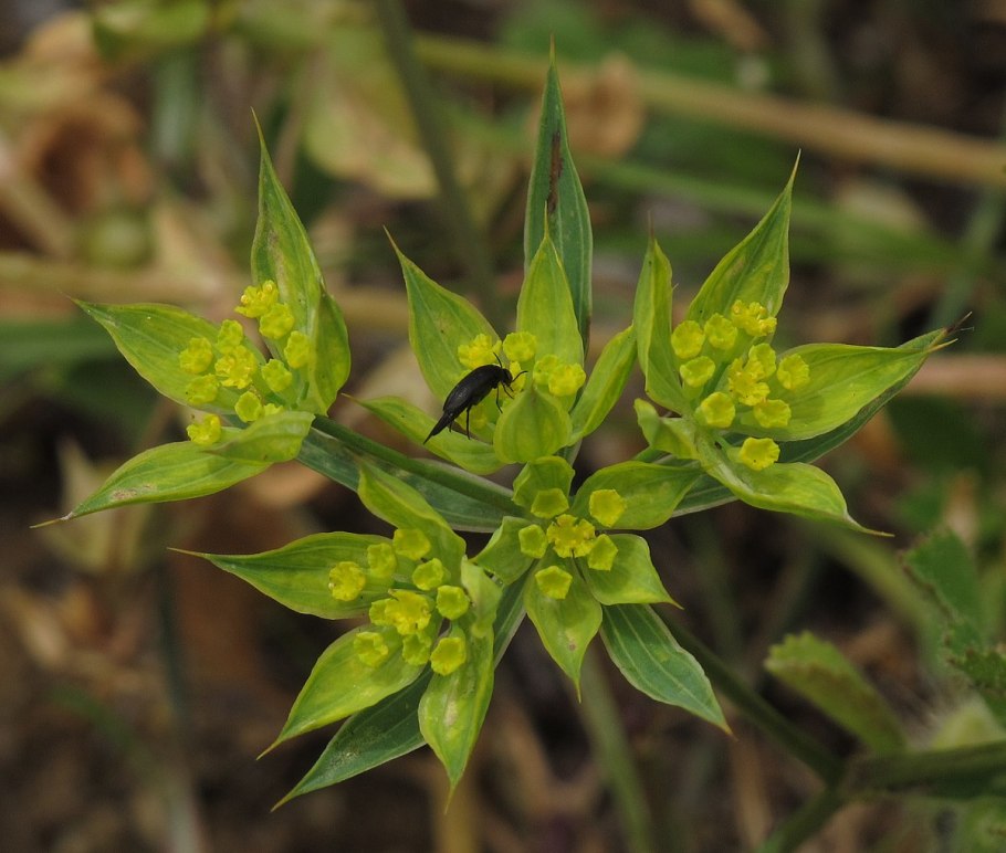 Молочай болотный (Euphorbia palustris)