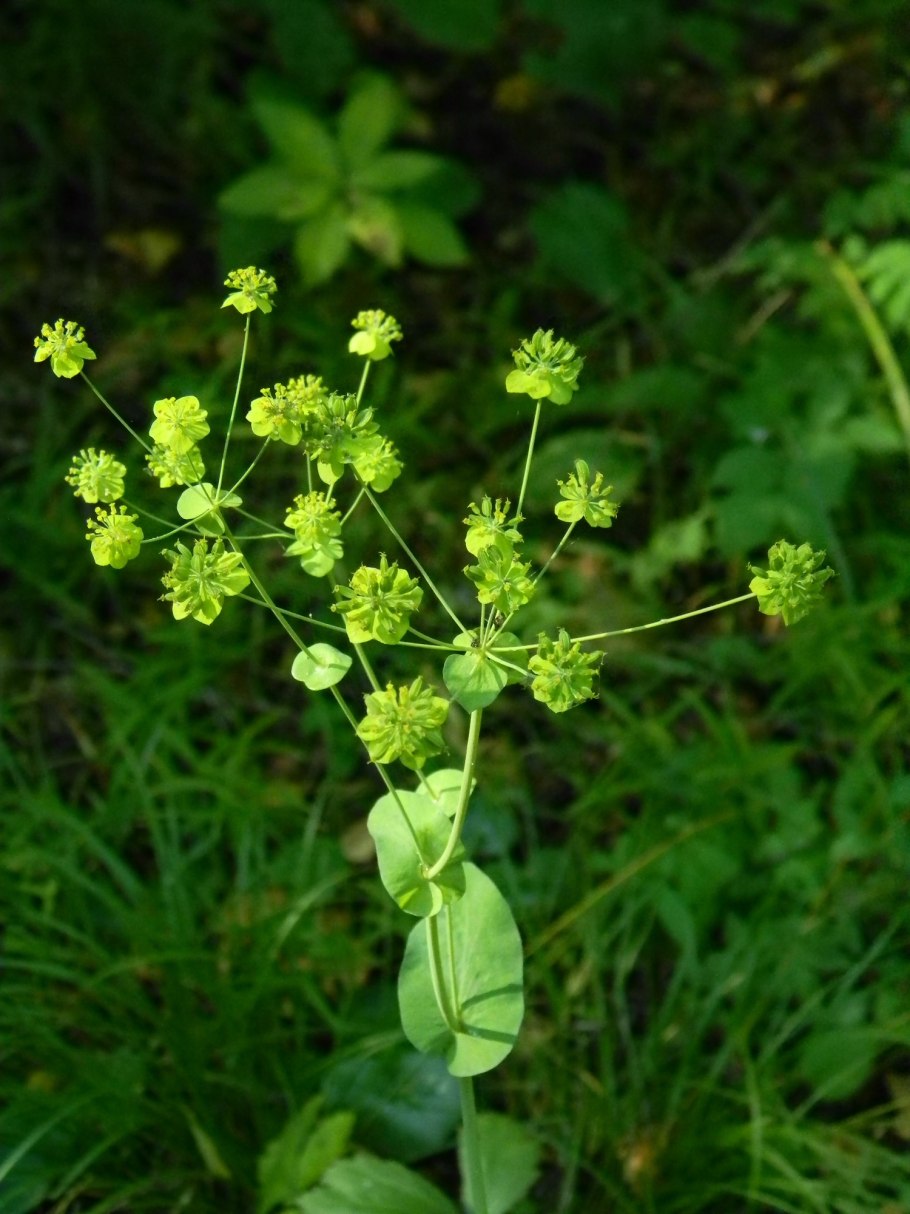 Володушка козелецелистная