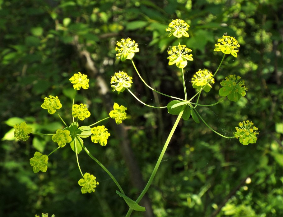 Смирния европейская