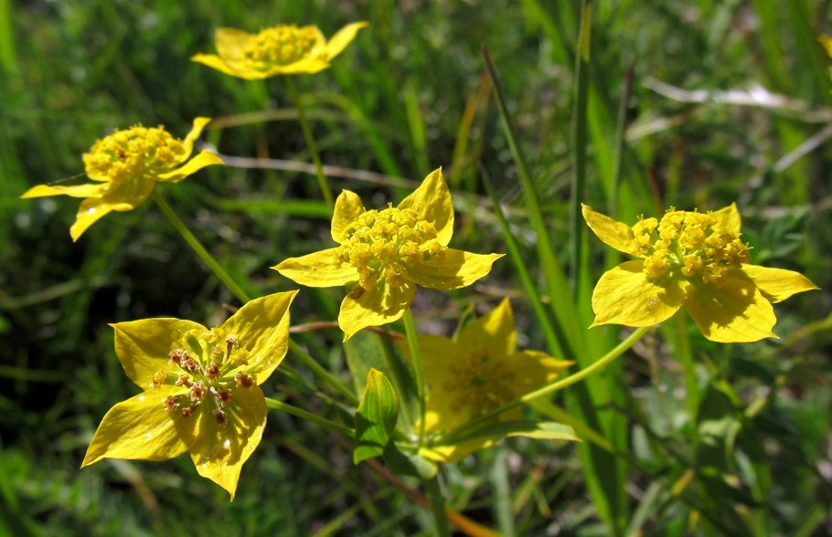 Молочай сегиеров (Euphorbia seguieriana)