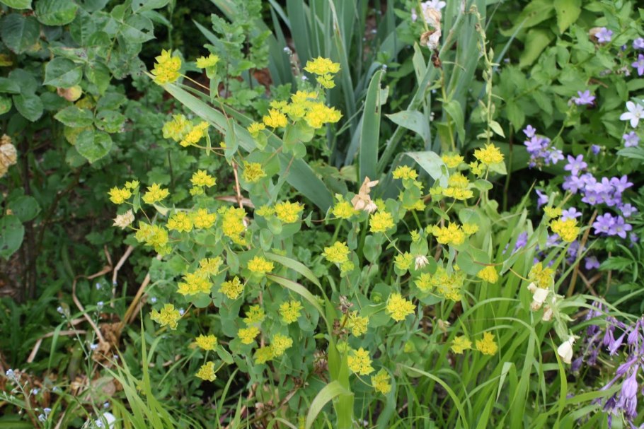 Селезеночник Сибирский