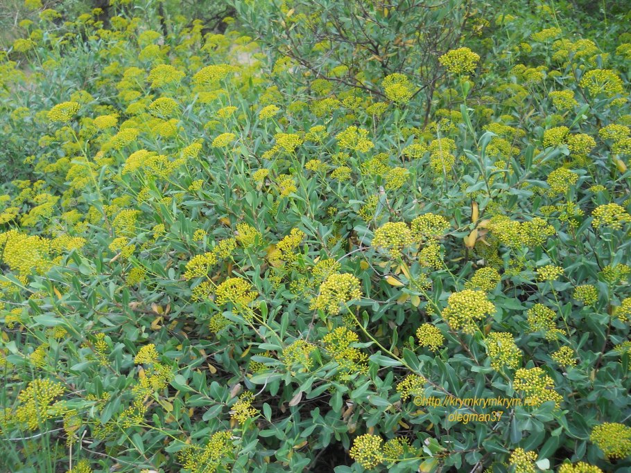 Владушка кустарниковая