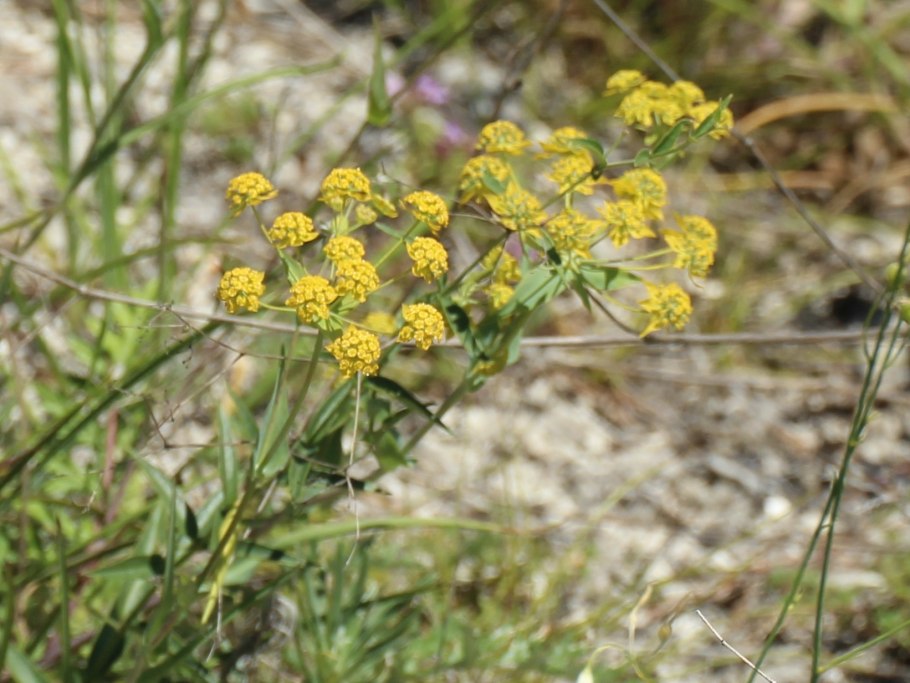 Володушка кустарниковая в Крыму