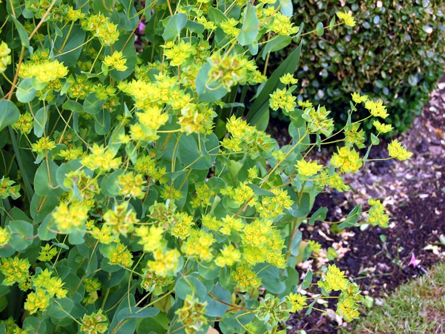 Молочаем многоцветным (Euphorbia polychroma)