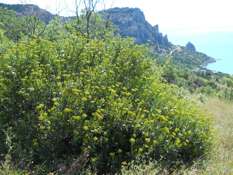 Bupleurum Aureum