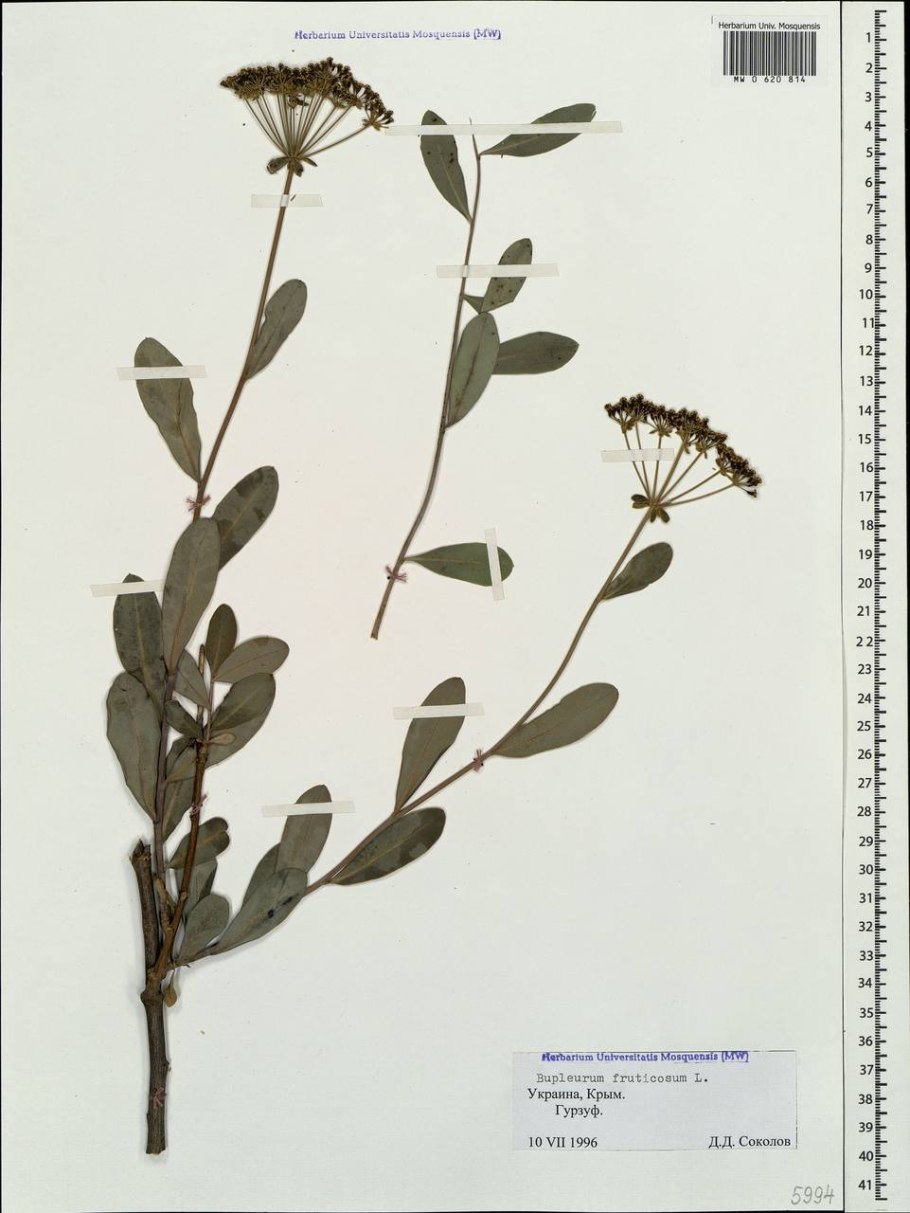 Bupleurum fruticosum