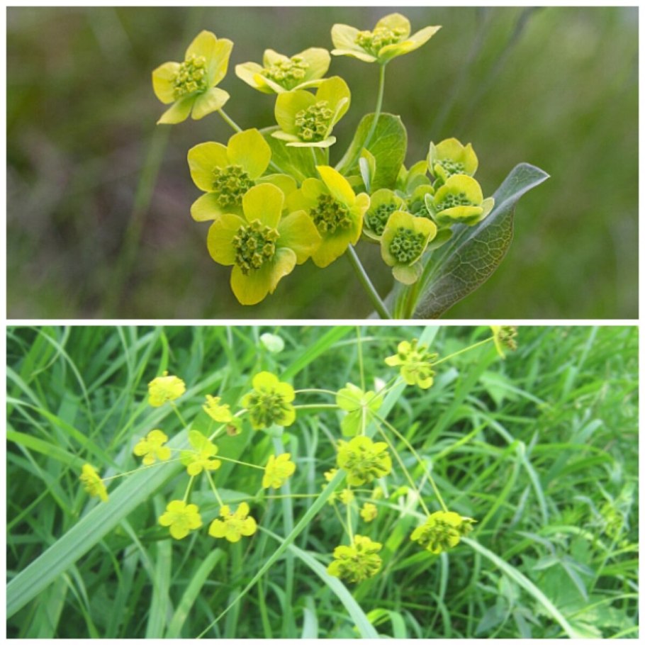 Володушка кустарниковая Bupleurum fruticosum