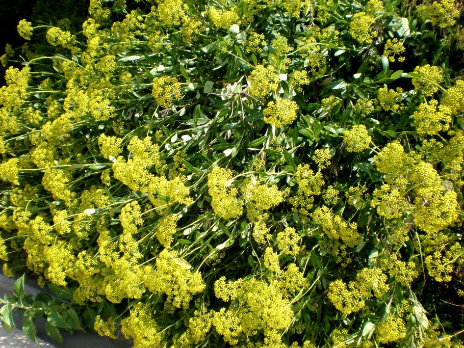 Буплерум сухоцвет