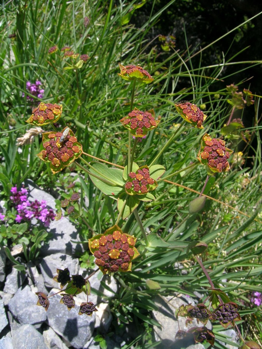 Зверобой шероховатый