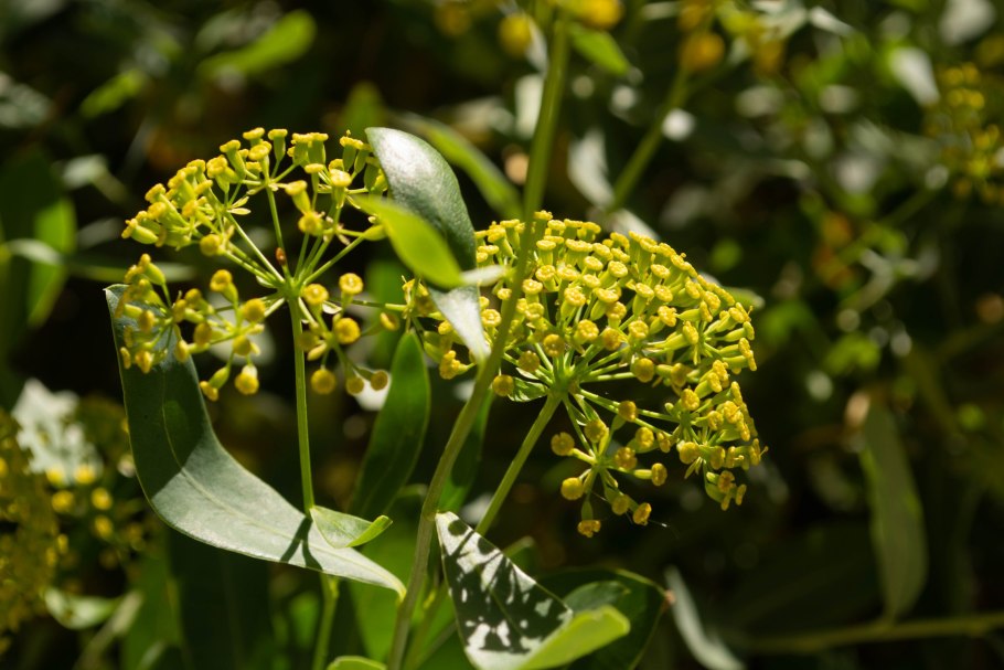 Bupleurum fruticosum