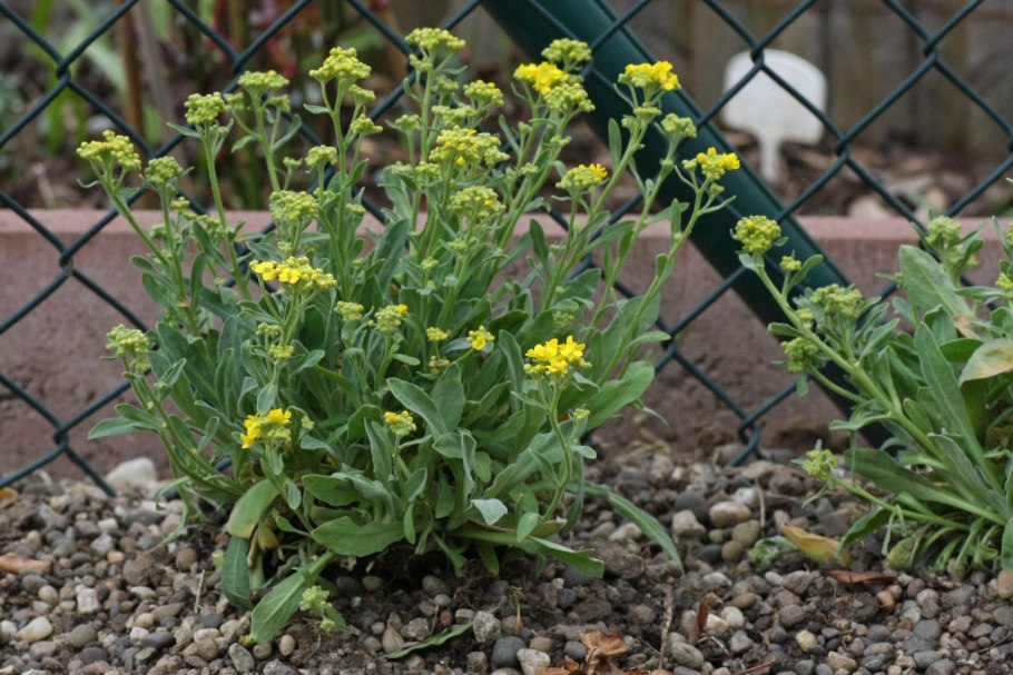 Трава Селезеночник