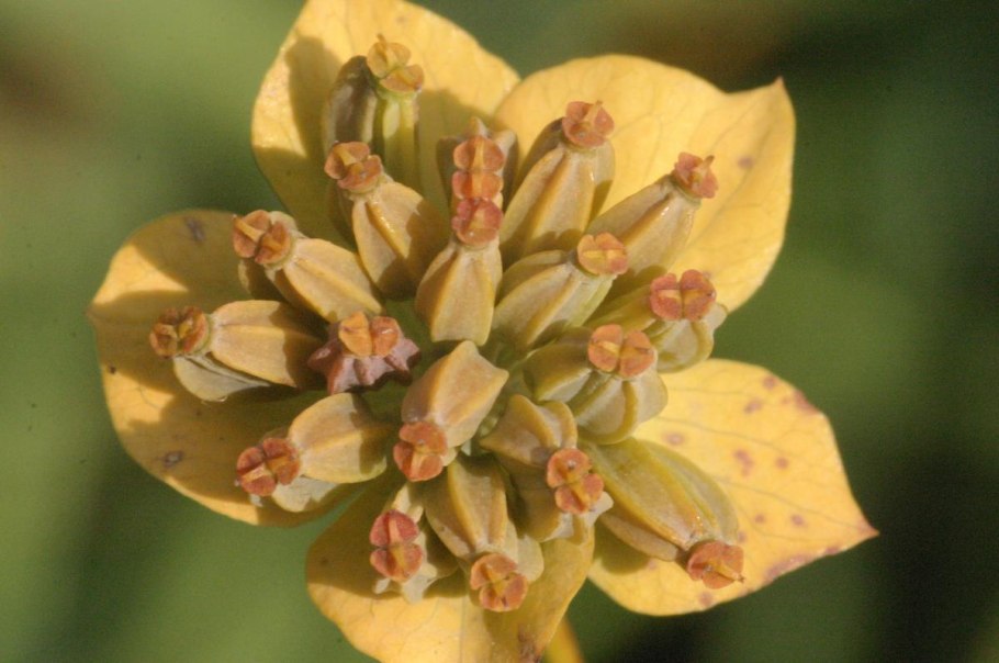 Володушка золотистая