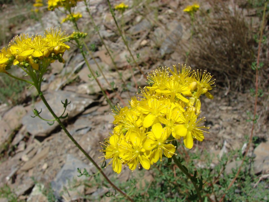 Володушка длиннолучевая