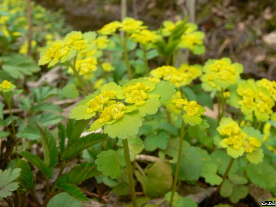 Зверобой шероховатый
