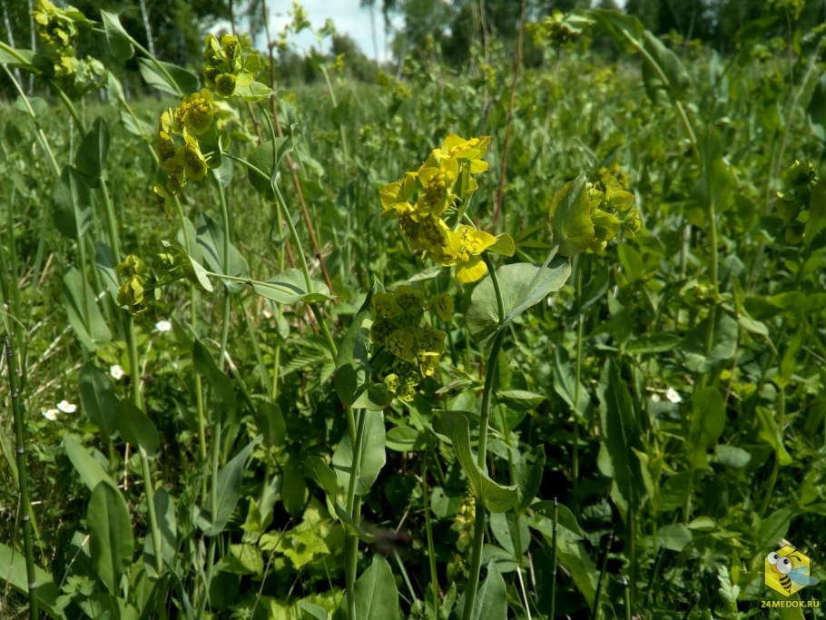 Молочай многоцветковый