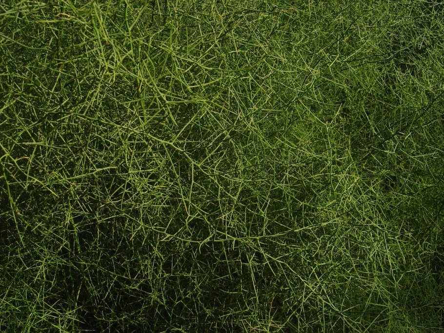 Самшит — Buxus colchica