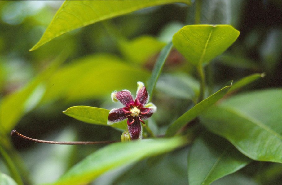 Кеберлиния колючая (Koeberlinia spinosa)