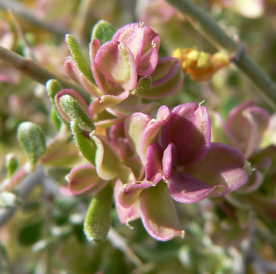 Растения семейства кизиловых