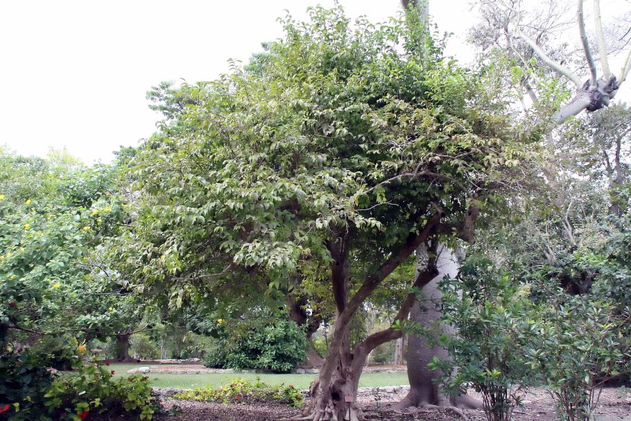 Лох узколистный Ангустифолия