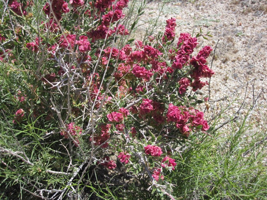 Диоскорея, виргинский плющ