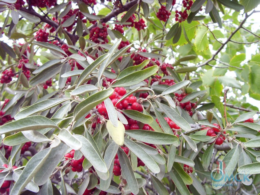 Красная облепиха шефердия