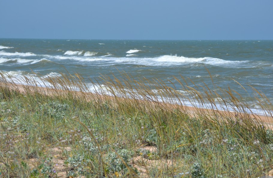 Волоснец Черноморский