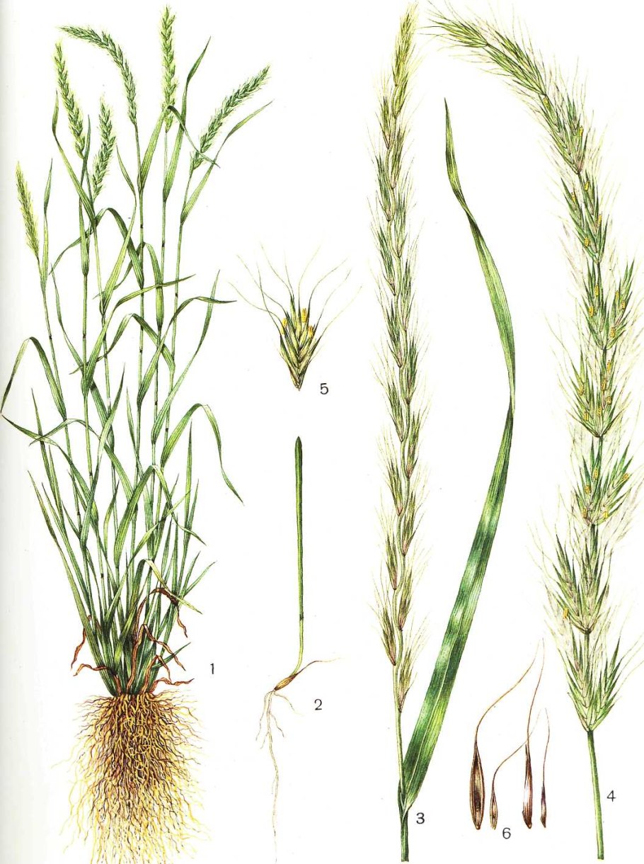 Колосняк Leymus arenarius